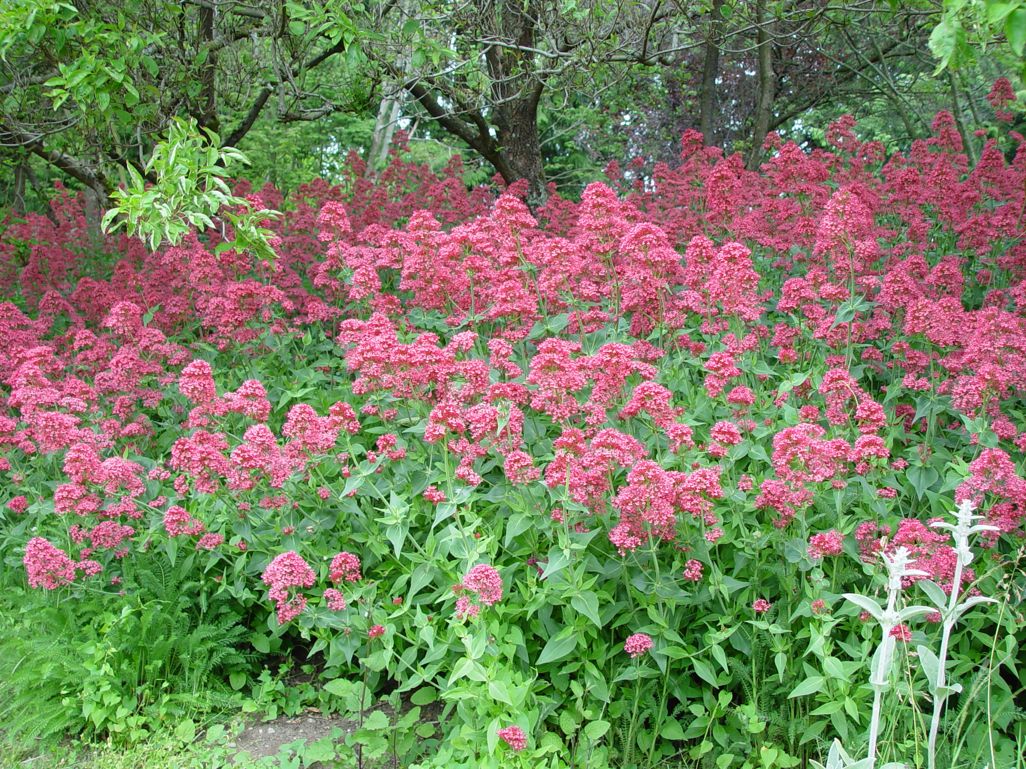 Centranthus ruber 'Valerian'